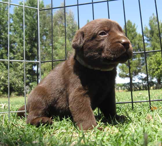 Labrador Retriever for sale, Labrador retriever puppies for sale in